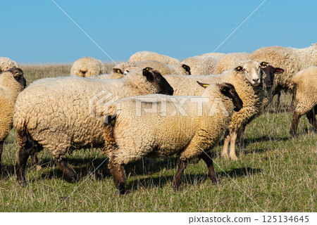 Herd of sheep grazing on pasture 125134645