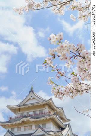 [千葉縣千葉市] 春天的櫻花與豬之花公園、豬之花城跡、千葉市地方史料館 125134702