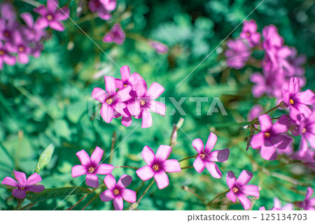 Murasaki Kabaki 125134703