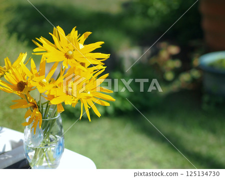 玻璃花瓶中的金光菊 玻璃花瓶中的金光菊 125134730