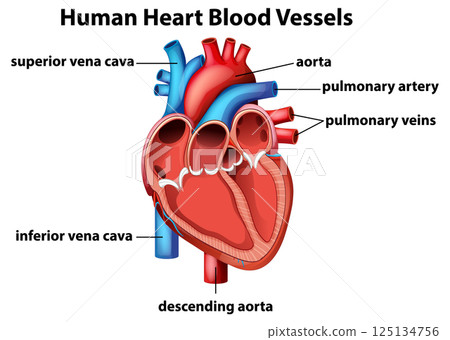 Detailed Human Heart Anatomy Vector Illustration 125134756