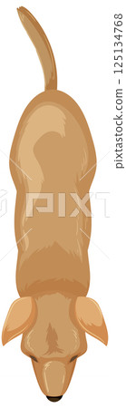 Top-Down View of a Brown Dog Top-Down View of a Brown Dog 125134768