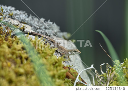 一隻未完全蛻皮的野生日本草蜥 125134840