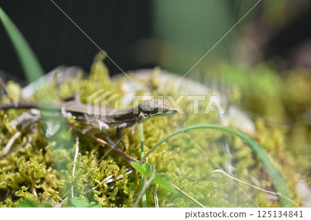 一隻未完全蛻皮的野生日本草蜥 125134841