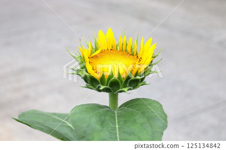 Young sunflower blooming and concrete background. 125134842