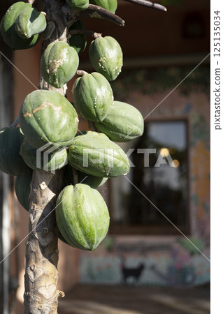 Southern fruits Southern fruits 125135034