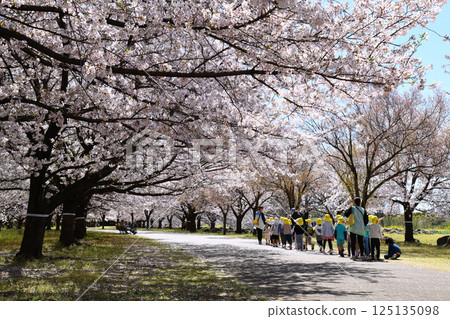 Cherry blossoms in full bloom at Love River Waterfront Park Unuki 125135098