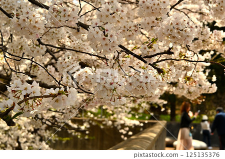 一個人走在盛開的櫻花下 125135376