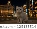 Scottish Fold kitten in the night view of Ginza, Tokyo 125135514