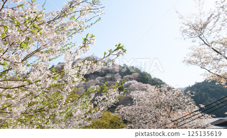 來自奈良縣七曲的美麗的吉野下千本櫻花 125135619