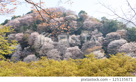 來自奈良縣七曲的美麗的吉野下千本櫻花 125135671