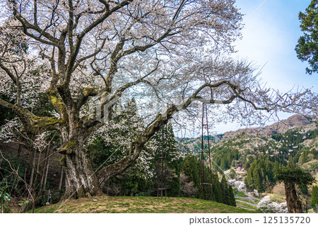 A single cherry tree standing on a mountain in spring - Kanaya Castle Cherry Blossoms A single cherry tree standing on a mountain in spring - Kanaya Castle Cherry Blossoms 125135720