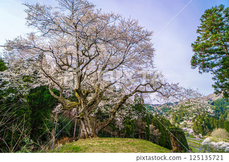 春天山上一株櫻花樹－金谷城櫻花 125135721