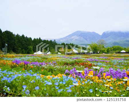 A tulip field spreading all over 125135758