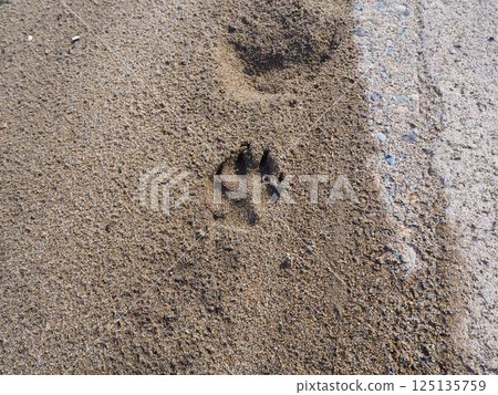 Dog footprints on the beach 125135759