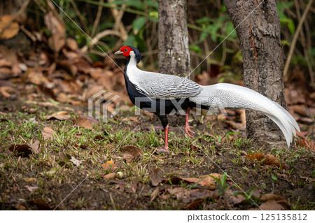 A beautiful silver pheasant with striking white and black feathers and a red face walking on forest ground covered with dry leaves and grass. 125135812