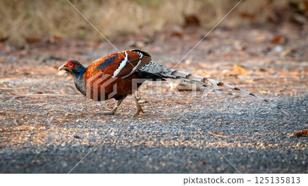 A colorful male Mrs. Hume's pheasant walking on a forest path with vivid plumage and a long patterned tail, captured in natural sunlight. 125135813