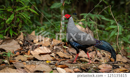 A striking Siamese Fireback pheasant with red face and elegant plumage walking on dry forest ground covered in fallen leaves. 125135815