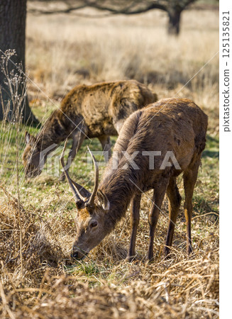 Grazing Stags in Dry Meadow Landscape 125135821
