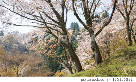 Beautiful Yoshino Shimo Senbon Sakura from Nanamagari, Nara Prefecture 125135851