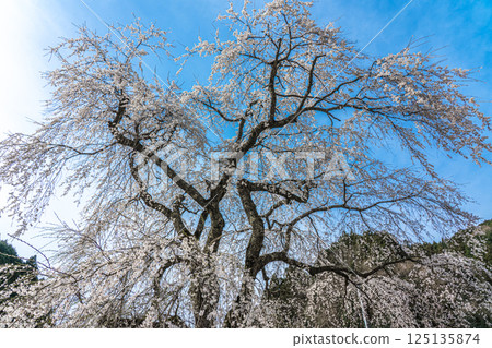 Anyoji Temple's weeping cherry blossoms in full bloom against the blue sky Anyoji Temple's weeping cherry blossoms in full bloom against the blue sky 125135874