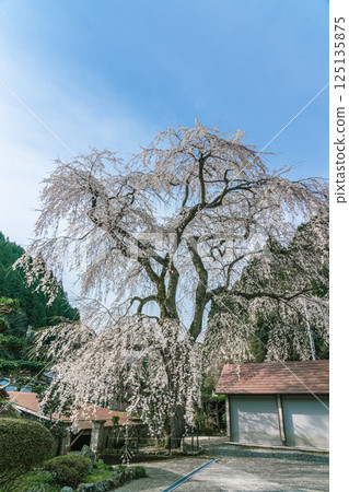 Anyoji Temple's weeping cherry blossoms in full bloom against the blue sky Anyoji Temple's weeping cherry blossoms in full bloom against the blue sky 125135875