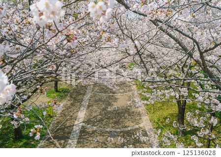 [Chiba City, Chiba Prefecture] Oyumi's Four Seasons Road and Cherry Blossoms (Spring Road, near Oyumi Sakura Park) 125136028