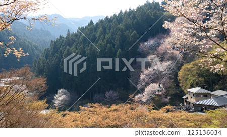 從奈良縣七曲出發,經過吉野下千本櫻的索道 從奈良縣七曲出發,經過吉野下千本櫻的索道 125136034