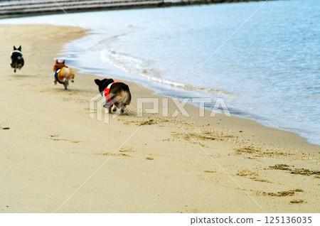 沿著沙灘奔跑!開朗的柯基犬 沿著沙灘奔跑!開朗的柯基犬 125136035