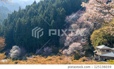 從奈良縣七曲出發,經過吉野下千本櫻的索道 從奈良縣七曲出發,經過吉野下千本櫻的索道 125136039