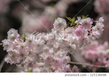 Weeping cherry blossoms blooming in the mountains Weeping cherry blossoms blooming in the mountains 125136096