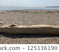 海灘上殘留的浮木 125136190