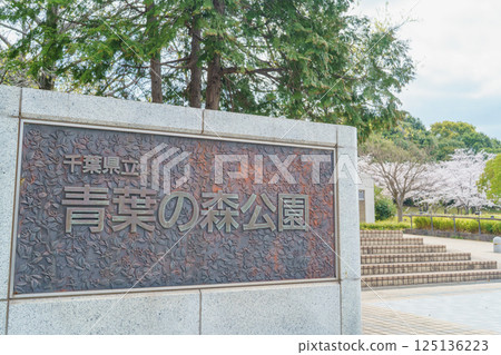 【千葉縣千葉市】青葉之森公園西口春季櫻花盛開 【千葉縣千葉市】青葉之森公園西口春季櫻花盛開 125136223