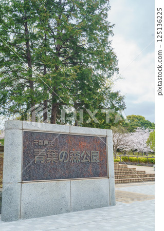 [Chiba City, Chiba Prefecture] Spring cherry blossoms bloom at the west entrance of Aoba no Mori Park 125136225