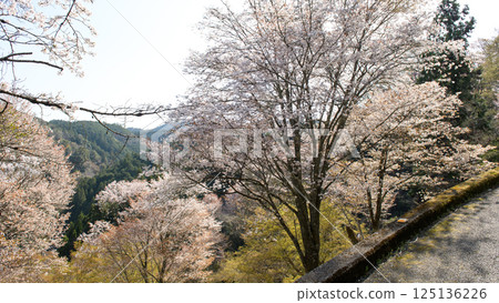 奈良縣七曲市美麗的吉野下千本櫻 奈良縣七曲市美麗的吉野下千本櫻 125136226