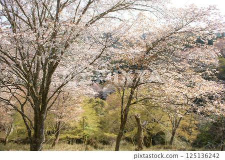 Beautiful Yoshino Shimo Senbon Sakura from Nanamagari, Nara Prefecture 125136242