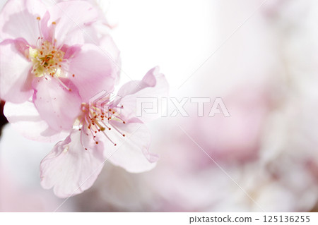Cherry blossoms in full bloom shining in the spring sunshine Cherry blossoms in full bloom shining in the spring sunshine 125136255