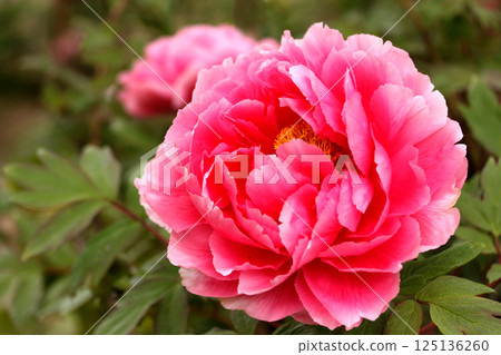 牡丹 125136260