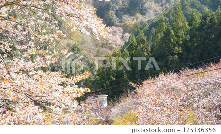 奈良縣吉野七曲的清爽櫻花與索道 奈良縣吉野七曲的清爽櫻花與索道 125136356