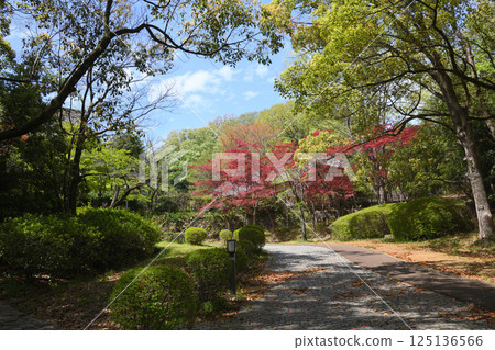 生田綠地的新綠 125136566