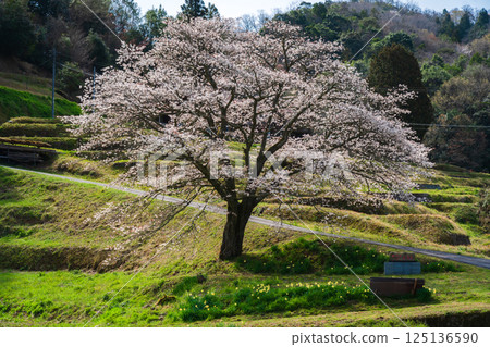靜靜佇立在鄉間的山櫻－井川獨株櫻 125136590