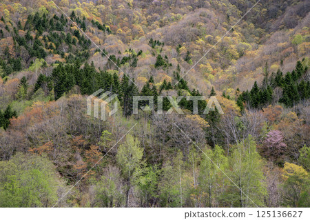 訂山溪的翠綠山巒 訂山溪的翠綠山巒 125136627