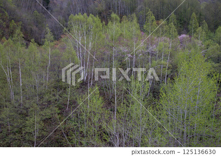 訂山溪的翠綠山巒 訂山溪的翠綠山巒 125136630