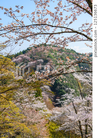 從奈良縣七曲市吉野市下千本眺望的絕美景色 125136673