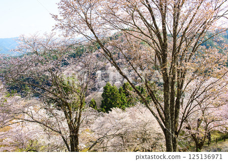 A refreshing spring day at Nanamagari in Yoshino Shimosenbon, Nara Prefecture A refreshing spring day at Nanamagari in Yoshino Shimosenbon, Nara Prefecture 125136971