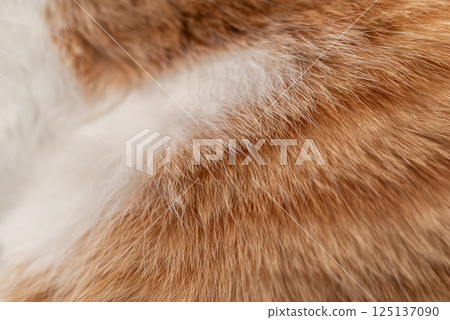 Cute cat fur 125137090