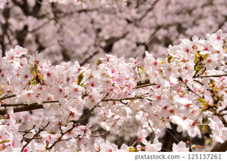 Sakura, Cherry Blossoms 125137261