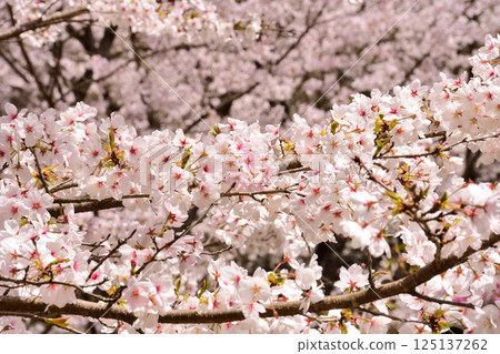 Sakura, Cherry Blossoms 125137262