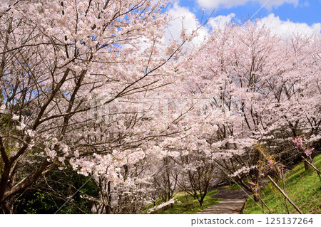 櫻花 125137264