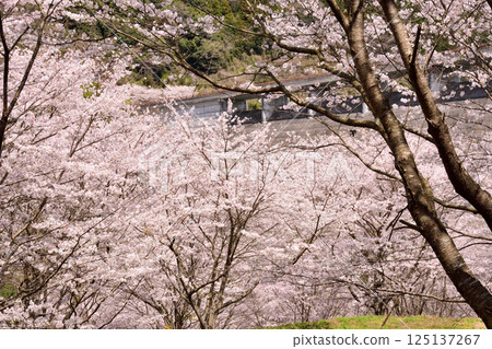 Sakura, Cherry Blossoms 125137267